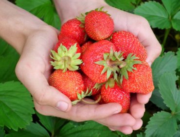 How Much Sugar is in Your Fruit?